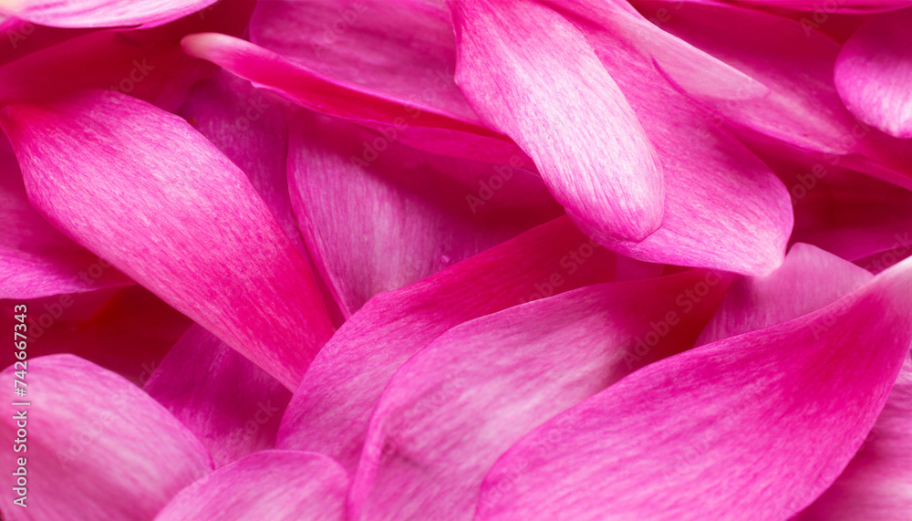 Naklejka premium ピンクの花びら