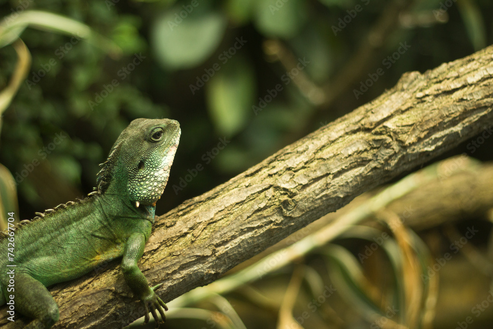 Fototapeta premium green lizard on a tree