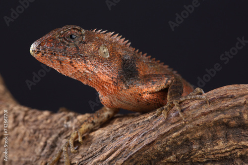 Portrait of an Oriental Garden Lizard on a branch  © RMMPPhotography