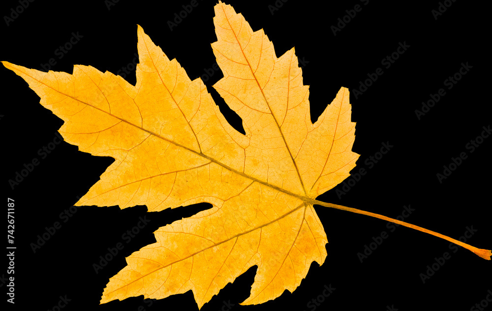 Obraz premium Autumn leaf from tree isolated