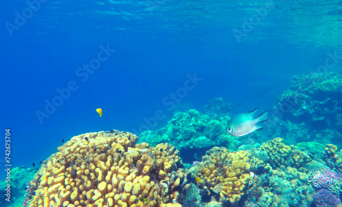 Amazing coral reef and fish