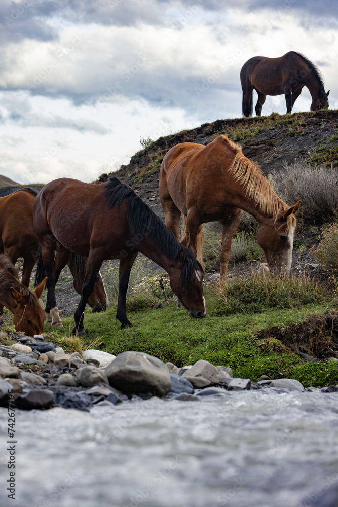Horses drinking from a stream in Torres Del Paine, Chile Horses drinking from a stream in Torres Del Paine, Chile