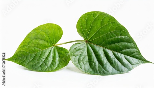 betel leaf or piper sarmentosum white background and clipping path betel leaf for decor decorate food or decoration photo