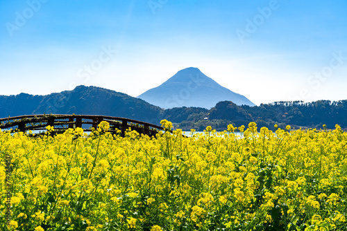 池田湖と開聞岳と菜の花（指宿市）