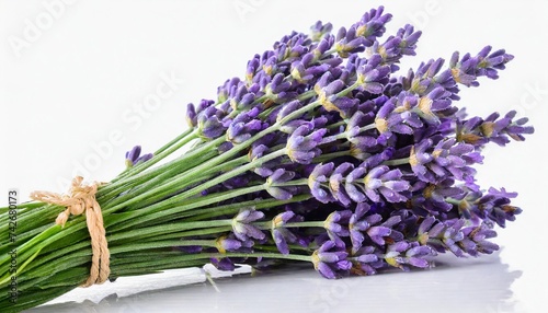 lavender isolated on white or transparent background