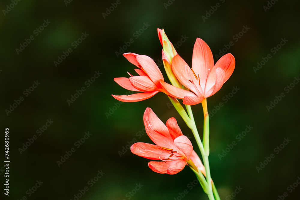 Fototapeta premium spring wallpaper