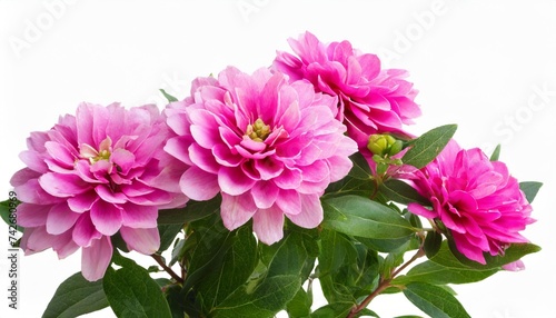 pink flower shrubbery isolated