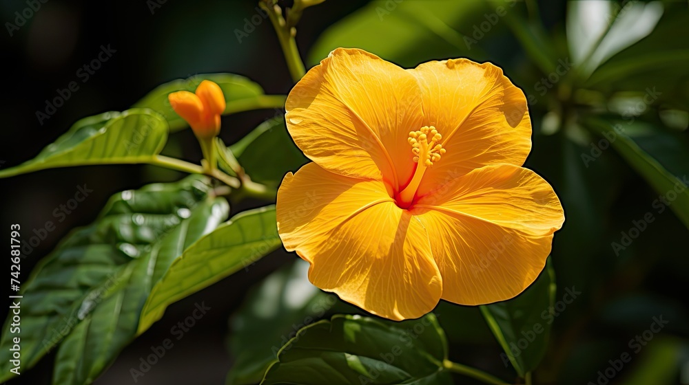 Naklejka premium aphrodisiac damiana flower