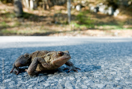 a common toad (Bufo bufo) crosses the road  between Leutaschtal and Mittenwald, Bavaria, Germany photo