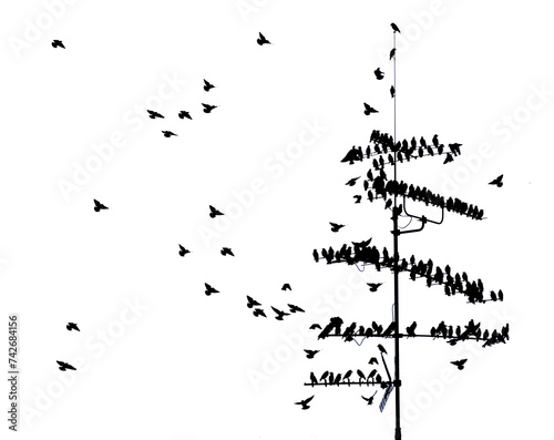 flock of common starlings  Sturnus Vulgaris  on TV antenna Munich  Bavaria  Germany