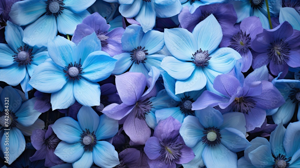 violet blue purple flowers violet blue purple flowers