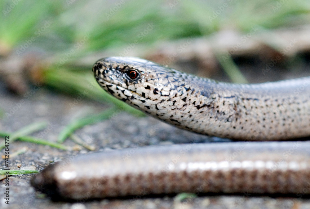 Obraz premium Slow Worm (Anguis Fragilis)