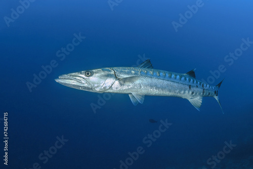 Gran barracuda nadando en el azul de Maldivas photo