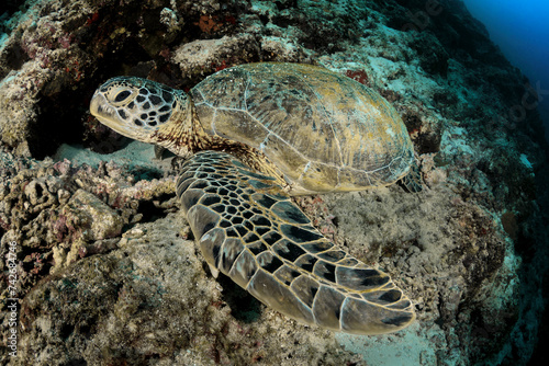Tortuga marina en las aguas de Maldivas