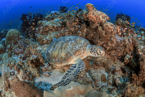 Tortuga marina en las aguas de Maldivas