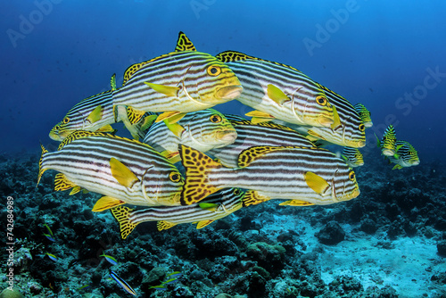 Banco de peces labios dulces de Maldivas