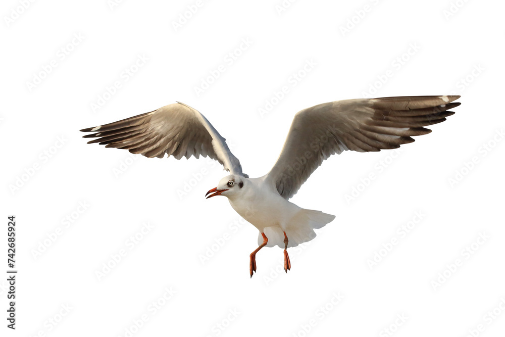 Obraz premium Beautiful flying seagull isolated on transparent background png file