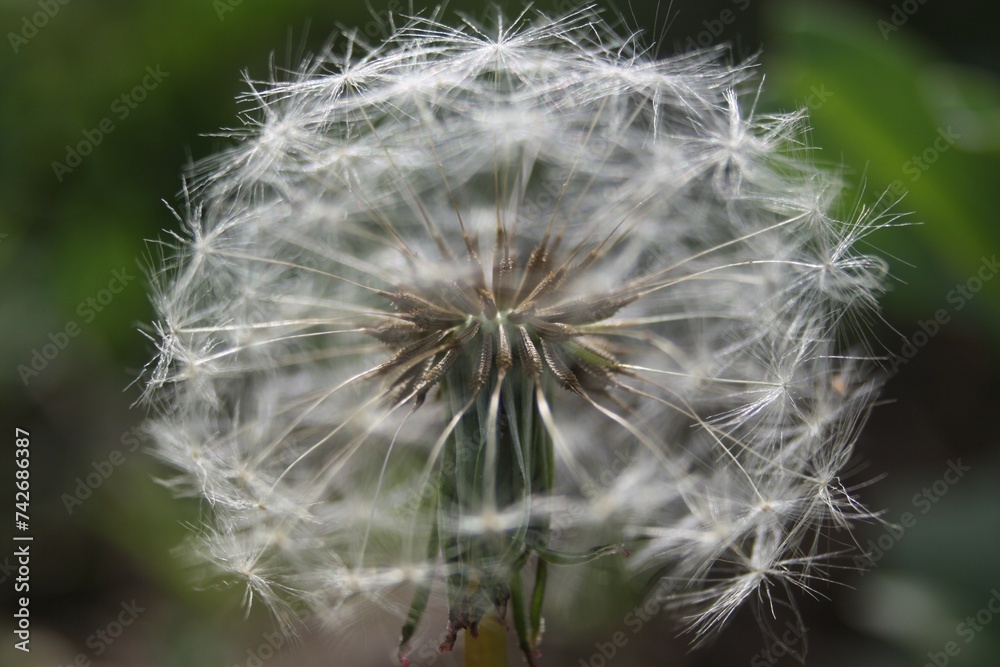 Fototapeta premium fleur de pissenlit