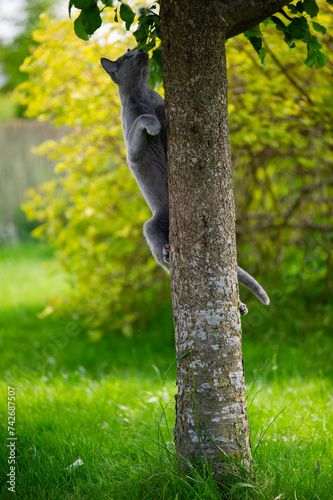 Russisch Blau Katze klettert einen Baum hoch photo