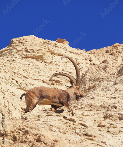 Wild goat with huge horns in the rapid jump