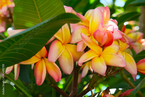 Plumeria  Plumeria flowers are among the most beautiful flowers in the world  tropical and subtropical climate  Argentina