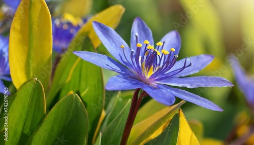 vertical image of the blue flowers and yellow leaves foliage of sweet kate spiderwort tradescantia sweet kate photo