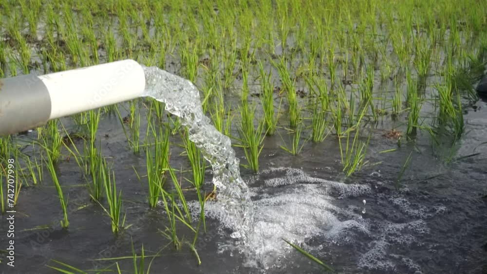 Irrigation of rice fields using pump wells with the technique of ...