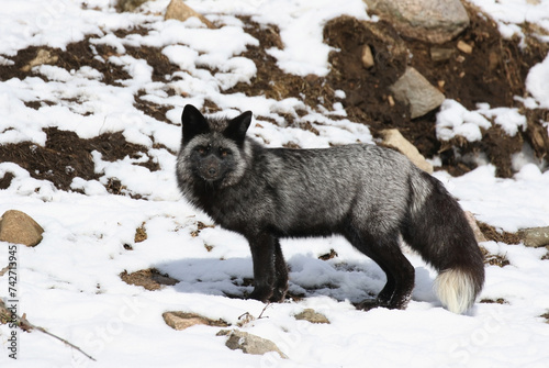 silver fox in nature during winter