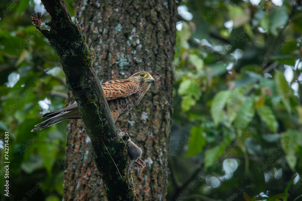 Spotted kestrel falco moluccensis eating wild rat on high tree top, natural bokeh background Spotted kestrel falco moluccensis eating wild rat on high tree top, natural bokeh background