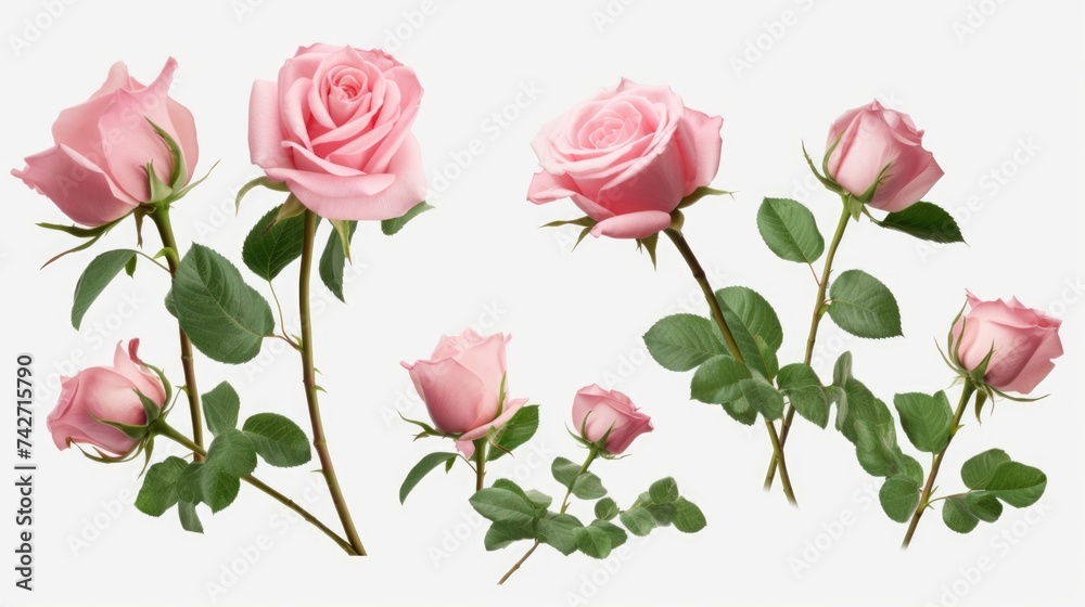 Beautiful pink roses on a clean white background. Perfect for weddings and events