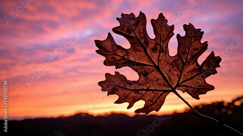tree oak leaf silhouette