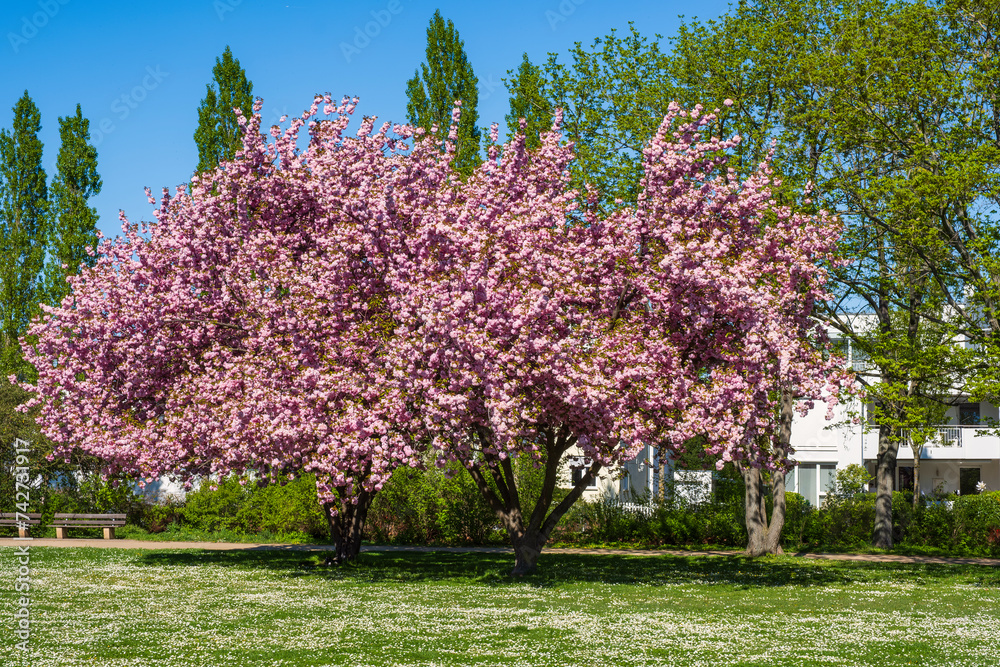 A Japanese cherry tree in full bloom in Wiesbaden Germany on the banks of the Rhine A Japanese cherry tree in full bloom in Wiesbaden Germany on the banks of the Rhine
