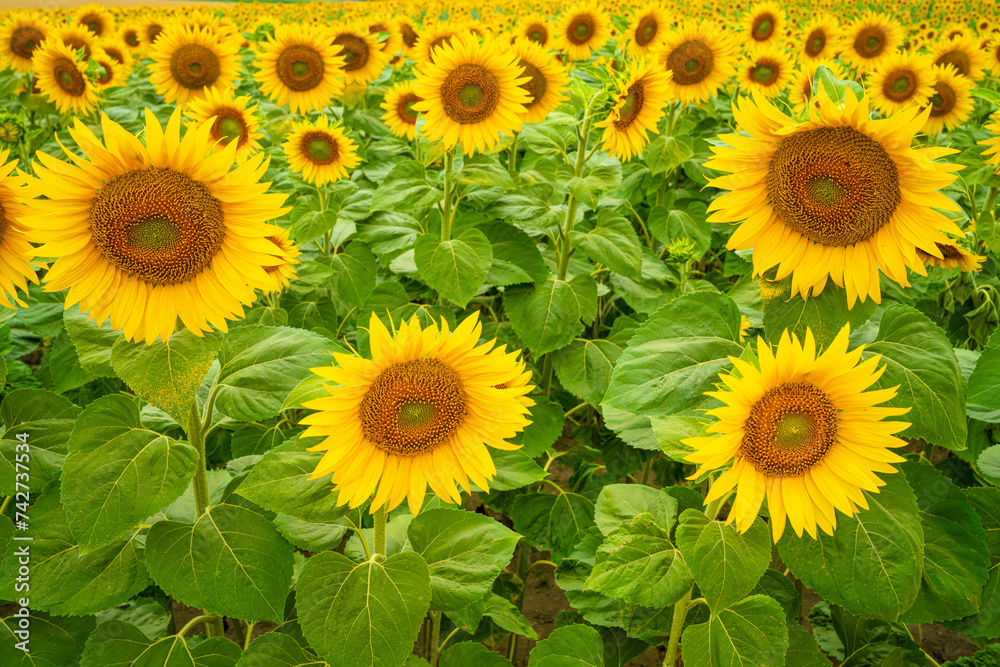 Fototapeta premium Sunflower field in summer season. Sunflower blooming in the field.