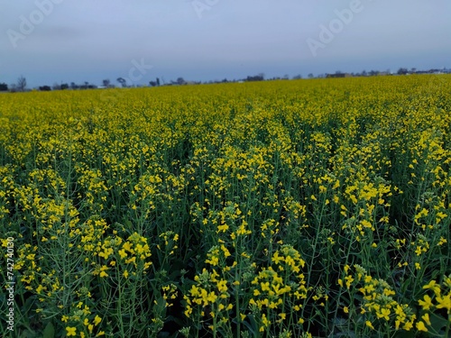 a field of bright yellow flowers.