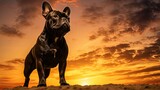 breed french bulldog silhouette