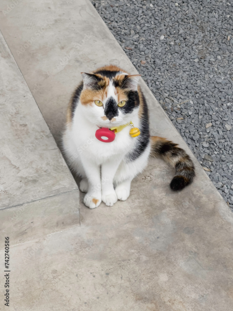Cat in a collar with a gps-tracker