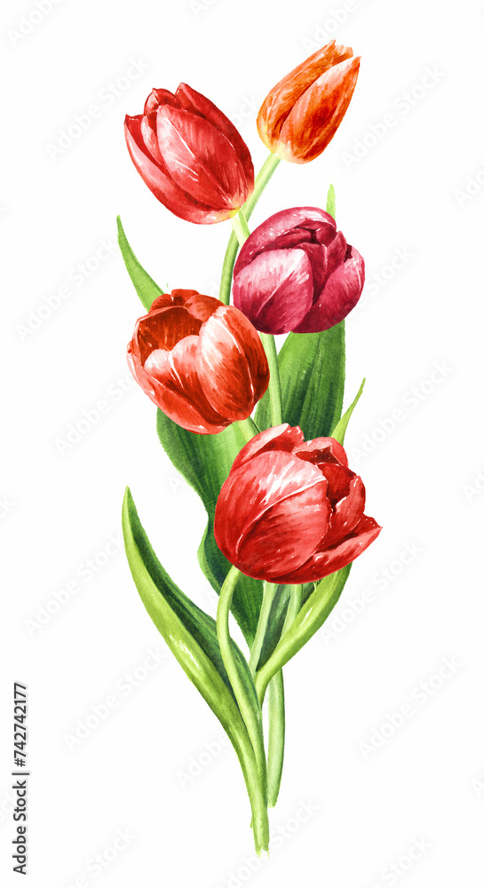 Red tulips bouquet. Hand drawn watercolor illustration isolated on white background Red tulips bouquet. Hand drawn watercolor illustration isolated on white background