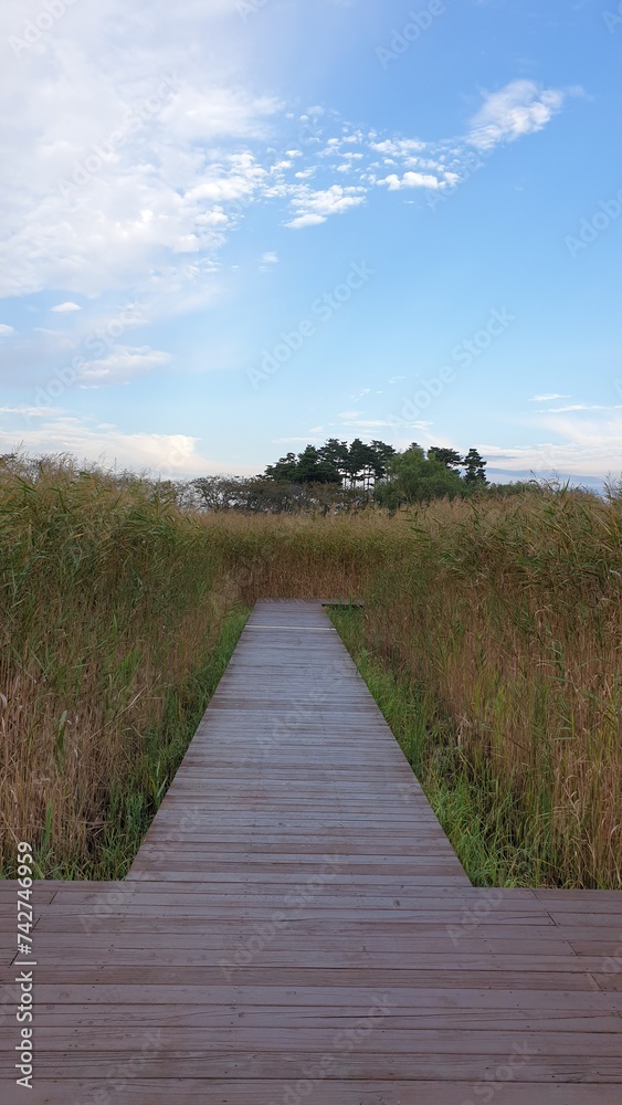 Obraz premium a reed road