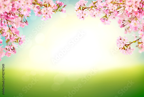 Fresh pink cherry blossom flowers on a tree in springtime with a blurred, defocused fresh spring blue sky and lush green grass background.