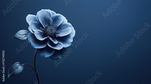 bloom navy flower © PikePicture
