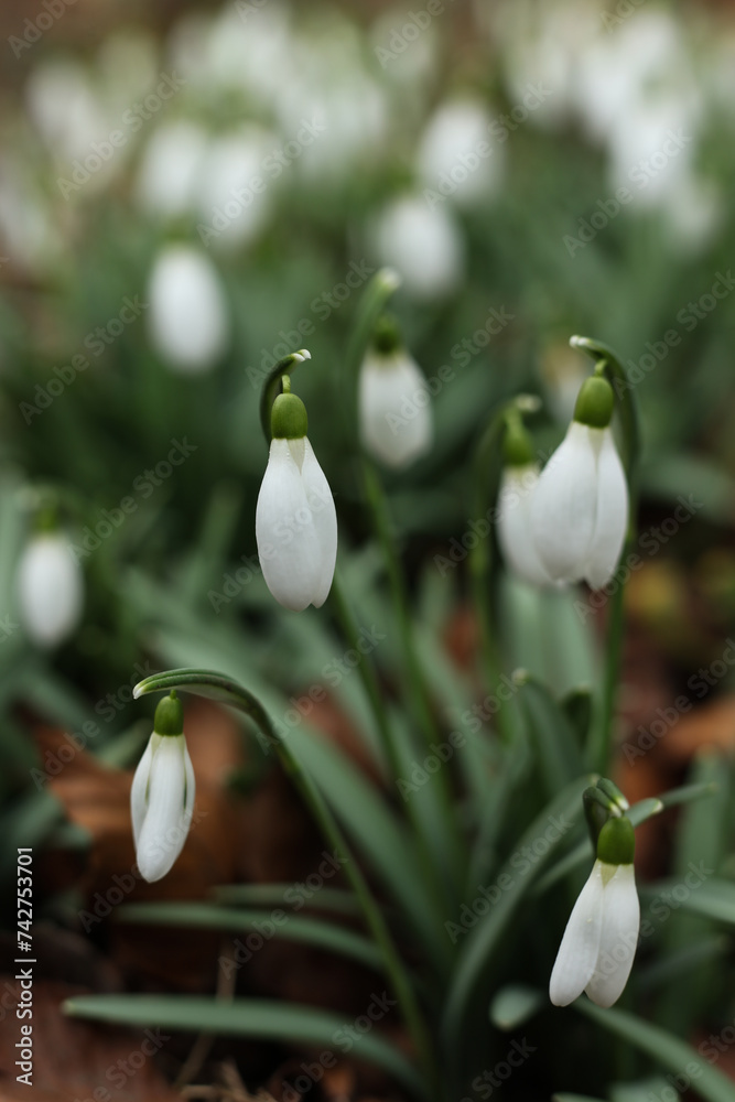 Close up of white Galanthus (snowdrops) flowers Close up of white Galanthus (snowdrops) flowers