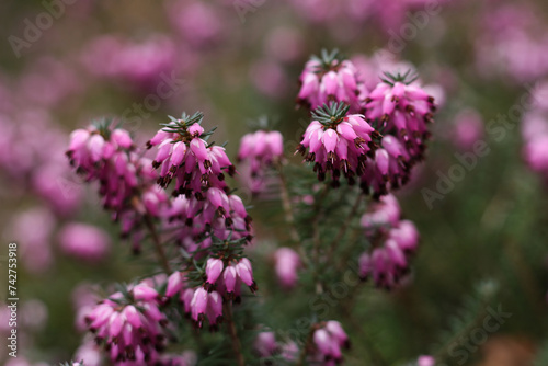 Closeup of beautiful pink heath flowers on a blurred background. © gabriela