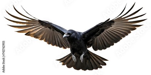 Black raven crow hunt birds with spread wings