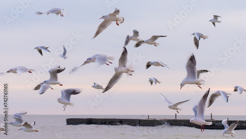 Seagulls flying in the sky above the water