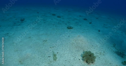 Cassiopea andromeda jellyfish underwater swim mediterranean sea photo