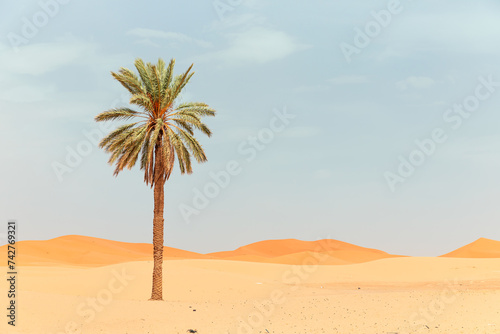 Beautiful desert landscape with sand dunes and one lonely palm - Morocco, Sahara, Merzouga. 