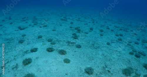 Cassiopea andromeda jellyfish underwater swim mediterranean sea photo