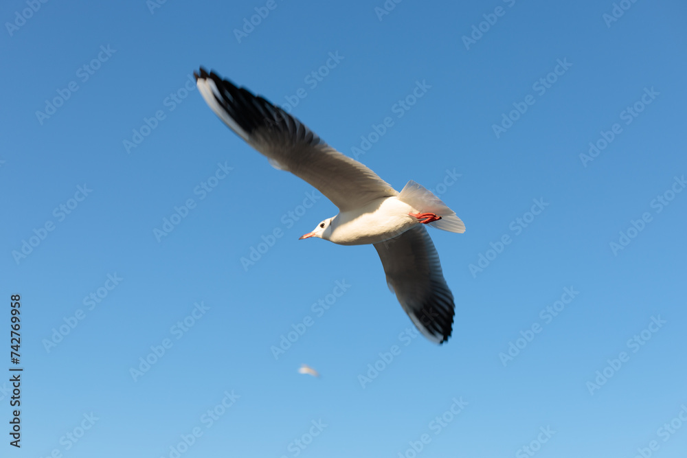 Fototapeta premium Seagull flying in the clear sky