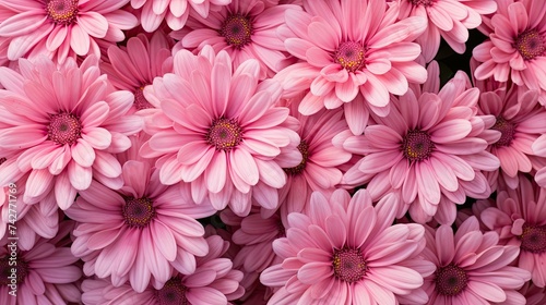 Fototapeta Naklejka Na Ścianę i Meble -  carnation pink flowers