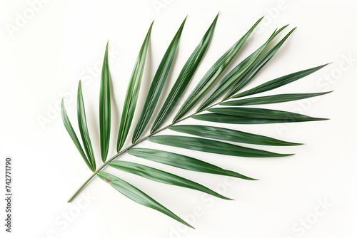 single palm leaf, its intricate patterns and vibrant green hues standing out against a stark white background. photo